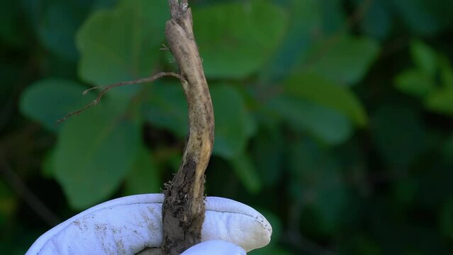 Spiny Restharrow in natural ambient, medicinal root (Ononis spinosa) - (4K)
