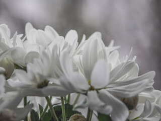 white flowers on a gray background