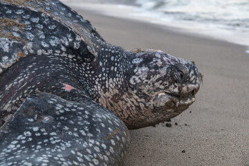 Close-up of a leatherback turtle crying turtle tears and laying her eggs during Trinidad and...