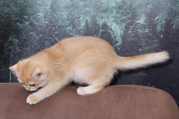 British shorthair kitten of golden color on white background and green leaves. Cute red chinchilla kitten. Pets at cozy home. Top down view web banner. Funny adorable pets cats. Postcard concept.