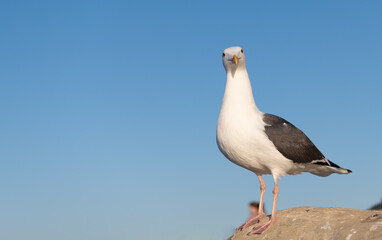 Larus marinus gull bird standing on rock sky background, copy space