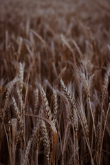 ears of wheat