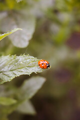 ladybug on a leaf