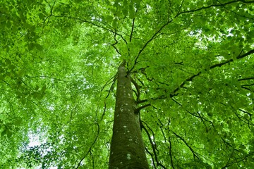 green leaves of a beech tree