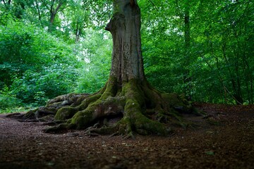 Wurzeln eines Baumes in einem grünen Buchenwald