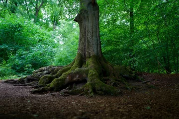 Fototapete Grün Wurzeln eines Baumes in einem grünen Buchenwald