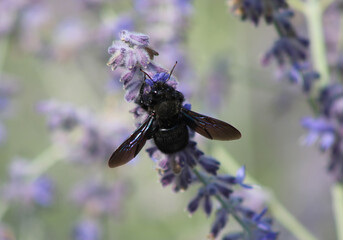 Xylocope sur fleur de lavande, Genre Xylocopa, protection de la nature et biodiversité