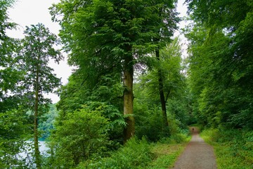 footpath in the green beech forest