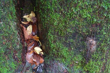 苔と落葉