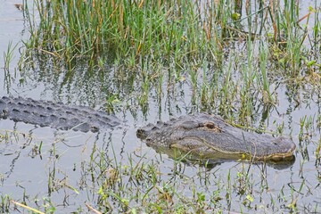 Close-up of American alligator profile trolling through grassy banks of wetlands