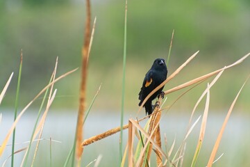 Red wing black bird perched on cat-tail reed