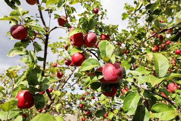 Natural red apples with green leaves on branches of apple tree, organic farming
