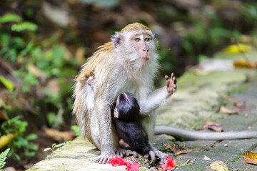 Long tail macaque in Sumatra Indonesia Bukit Lawang