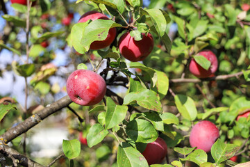 Natural red apples with green leaves on branches of apple tree, organic farming