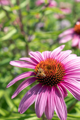 A close up of a honey bee pollinating a beautiful pink coneflower with petals starting to wilt on a hot sunny summer day.