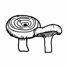 Illustration of mushrooms growing in the forest. Hand drown mushroom. Doodle illustration mushroom.Forest poisonous mushroom, Medicinal plant.