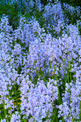 Colorful purple flowers growing in a garden. Closeup of beautiful spanish bluebell or hyacinthoides hispanica foliage with vibrant petals blooming and blossoming in nature on a sunny day in spring