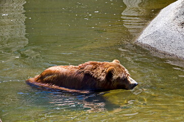 A wet wild brown bear, racoon or Procyon lotor cools off in the water of a lake, Sofia, Bulgaria 