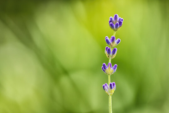 Lavendelbl&uuml;te