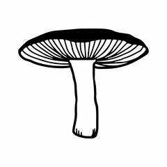 Illustration of mushrooms growing in the forest. Hand drown mushroom. Doodle illustration mushroom. Forest poisonous mushroom, Medicinal plant.