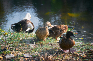Group of Indian Runner ducks (Anas platyrhynchos domesticus) drying themselves near edge of a pond, littered with plastic garbages. At a suburban area of West Bengal, India.