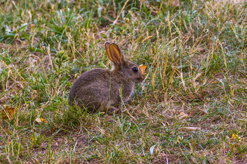 Small cute young rabbit on the lawn