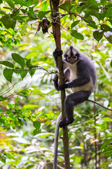 Thomas Langur monkey in the rainforest of Sumatra Indonesia