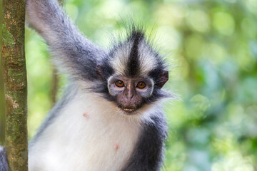 Thomas Langur monkey in the rainforest of Sumatra Indonesia