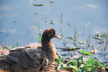 Indian Runner duck (Anas platyrhynchos domesticus) roaming near edge of a waterbody. At a suburban area of West Bengal, India.