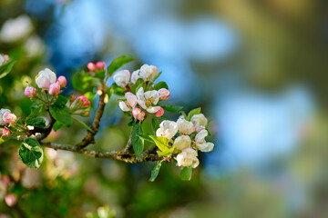 Closeup of a crabapple flowers on a branch in a spring garden. Pretty pink and white flowering plants growing in a backyard or park on a summer day. Beautiful soft petals on a tree with bokeh