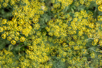 Fototapeta premium Garden background of dill umbrellas. flowering garden plant. Fennel.