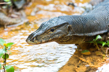 Monitor lizard in Bukit Lawang Indonesia Sumatra