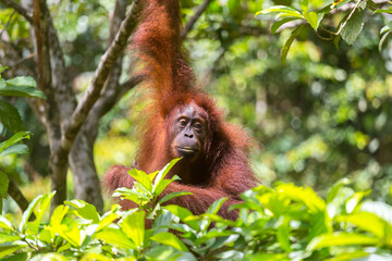 Orang Utan in the rainforest of Gunung Leuser Nationalpark in Sumatra Indonesia