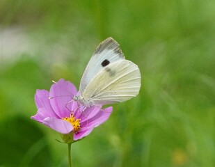 butterfly on a flower
