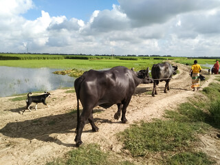 Bangladeshi two buffaloes or domestic Asian water buffalo, black buffalo
