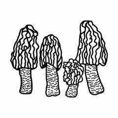 Illustration of mushrooms growing in the forest. Hand drown mushroom. Doodle illustration mushroom.Forest poisonous mushroom, Medicinal plant.