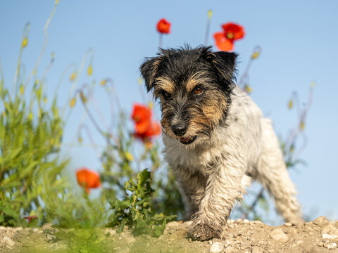 Funny little Jack Russell Terrier dog in a beautiful blooming poppy meadow