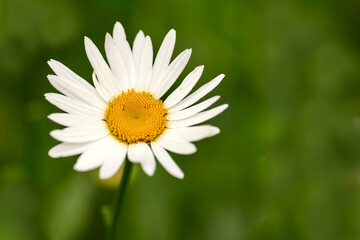 Obraz premium A pure white daisy flower growing in a botanical garden or grassy fields in Spring. A beautiful isolated, natural closeup of a blooming marguerite plant with green blurred background.