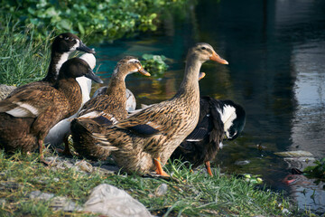 Group of Indian Runner ducks (Anas platyrhynchos domesticus) drying themselves near edge of a pond, littered with plastic garbages. At a suburban area of West Bengal, India.
