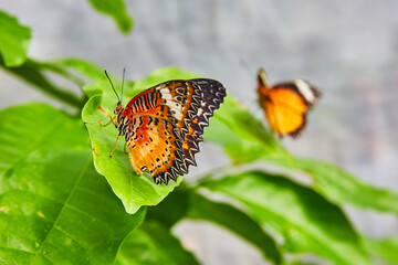 Fototapeta na wymiar Pair of Red Lacewing butterflies on green plant