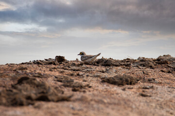 Little ringed plover on a lakeside 