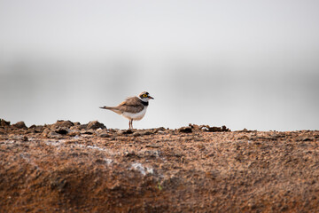 Little ringed plover on a lakeside standing