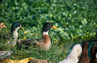 Group of Indian Runner ducks (Anas platyrhynchos domesticus) drying themselves near edge of a pond, littered with plastic garbages. At a suburban area of West Bengal, India.