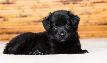 black fluffy puppy lies on the couch