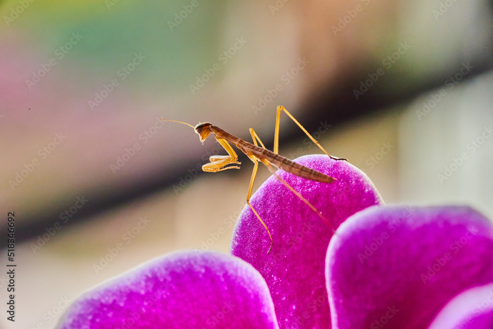 Wall mural Baby pray mantis insect on pink orchid flower