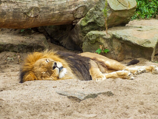Lion is lying down on sand in front of rocks and tree body, lion sleeping on sandy ground in a zoo.