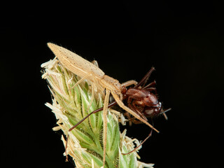Tailed grass crab spiders. Monaeses paradoxus.