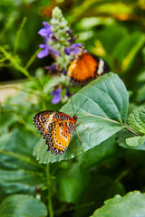 Detail of pair of Red Lacewing butterflies on purple flowers