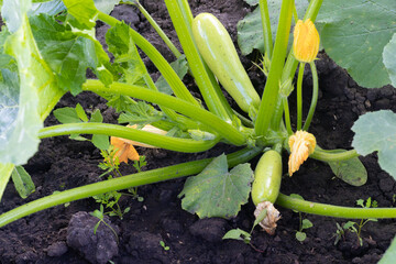 Zucchini plant with yellow flowers and small zucchini grows in soil on the garden bed