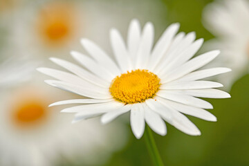 Obraz na płótnie Canvas One white daisy Marguerite flower growing in a garden. Closeup details of pretty bright flower petal textures outdoor. Gardening perennial plant for yard decoration or green park landscaping